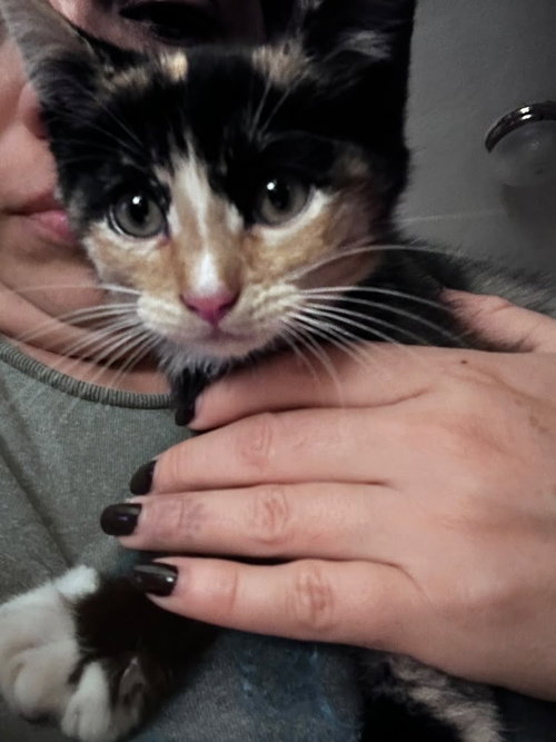 Seven (& Six), Extra-Toes Cat (Hemingway Polydactyl) / Domestic Short Hair / Mixed (short coat)