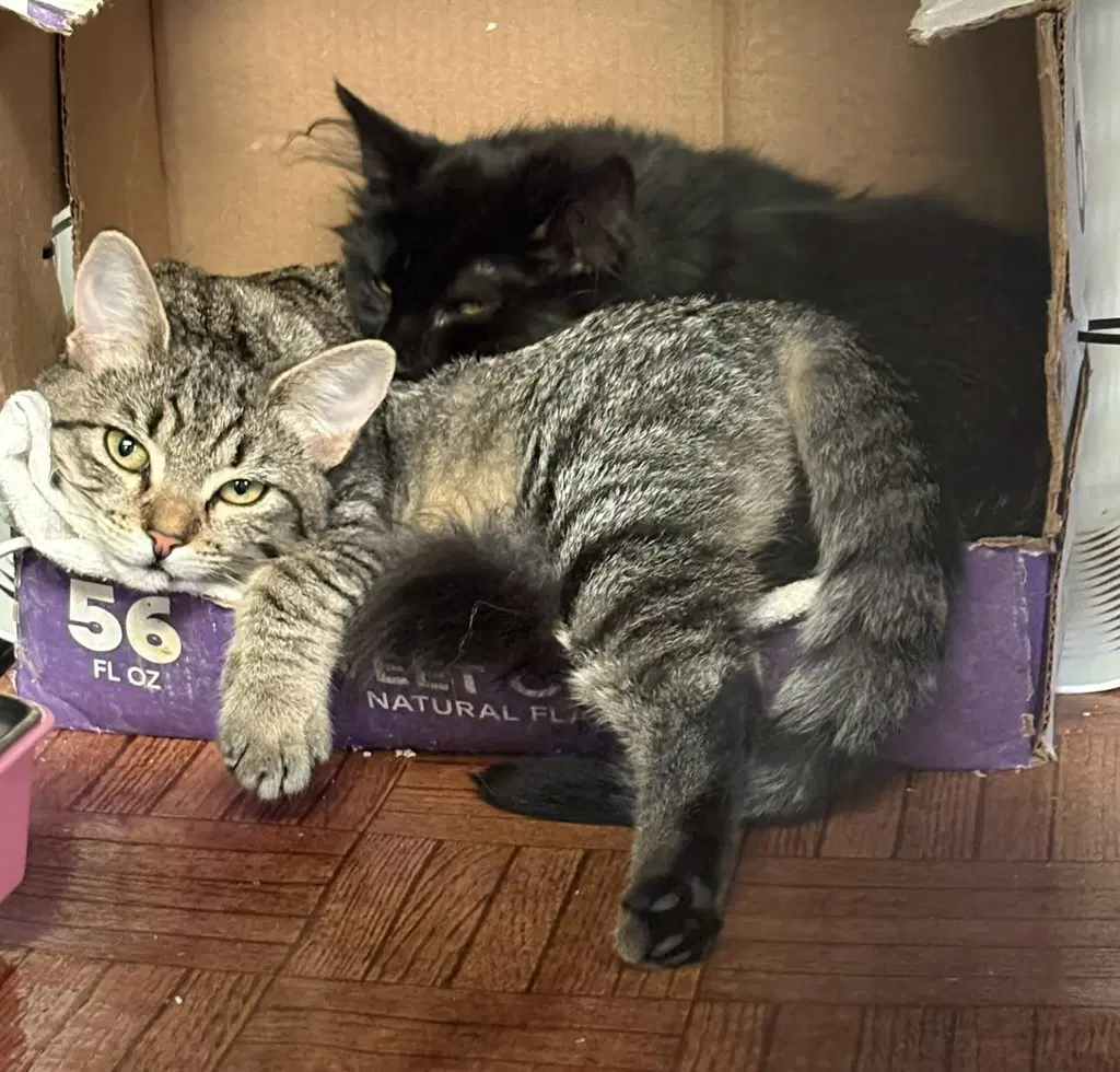 Lillian  Machiavelli Cp - Domestic Short Hair