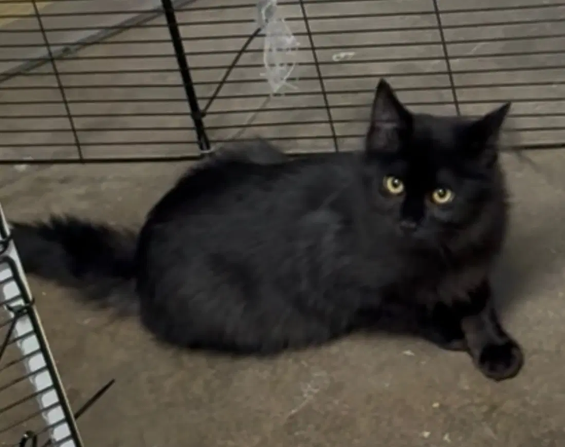 Machiavelli  Lillian Cp - Domestic Medium Hair