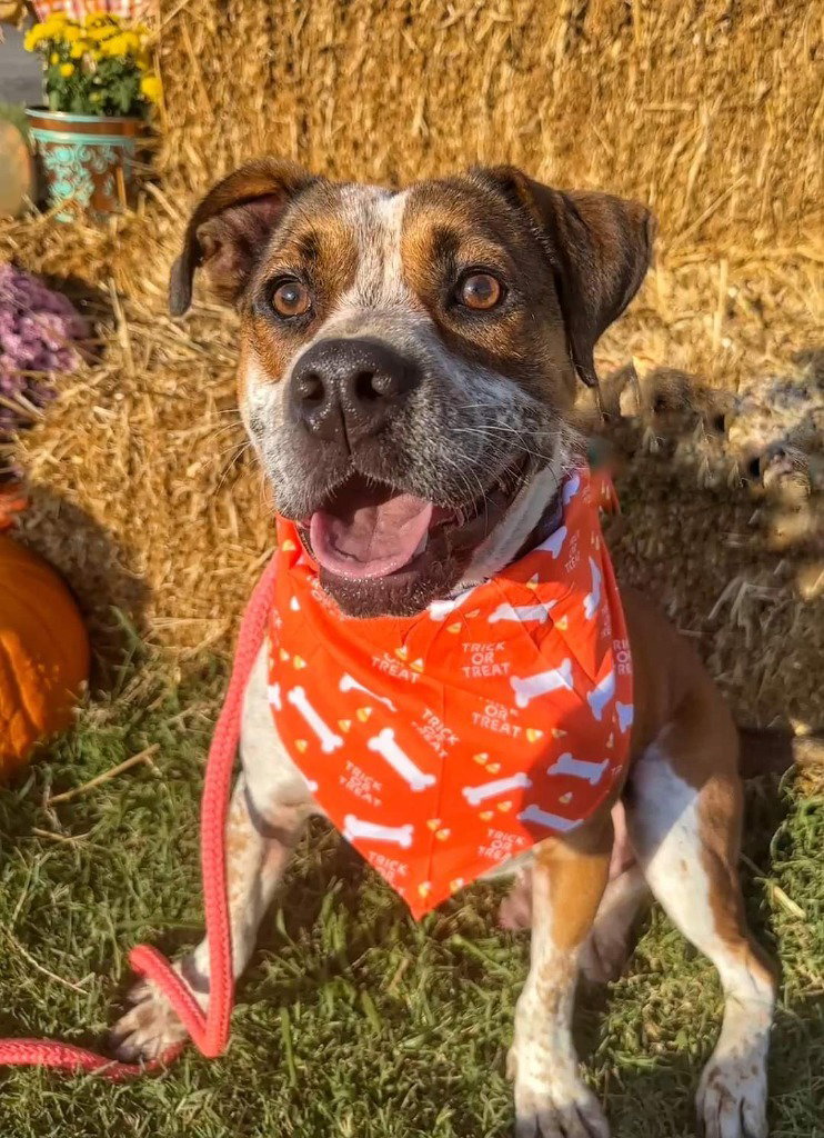 Maury County Animal Shelter Adoption