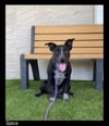 adoptable Dog in chino valley, AZ named Spice