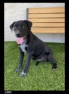 adoptable Dog in chino valley, AZ named Latte