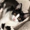 adoptable Cat in raeford, NC named Sylvie