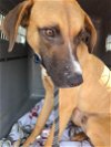 adoptable Dog in raeford, NC named Roscoe
