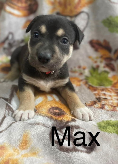 Max