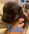 Duke