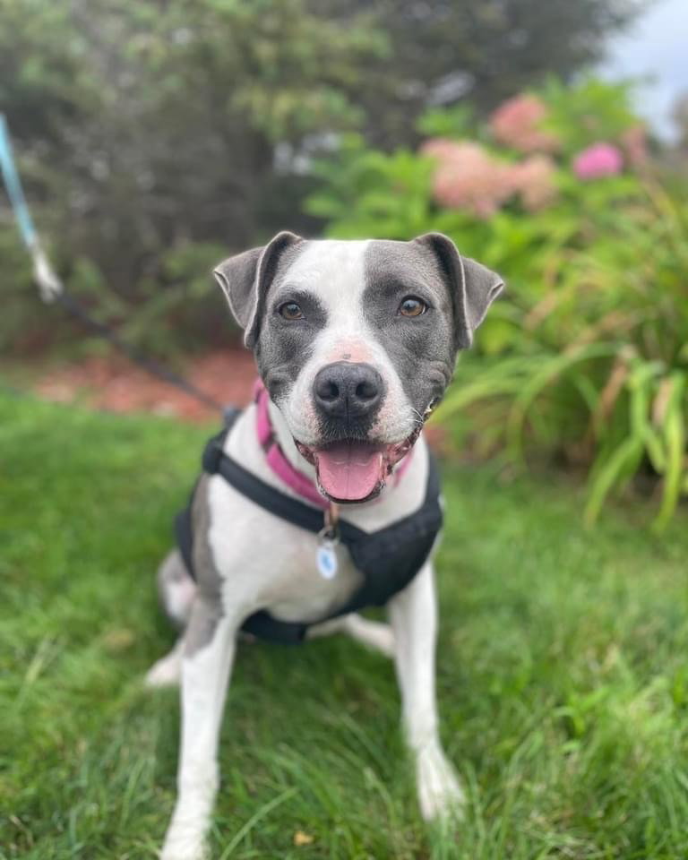Dog for Adoption Sophia, a American Bulldog in Lake Orion, MI Alpha Paw