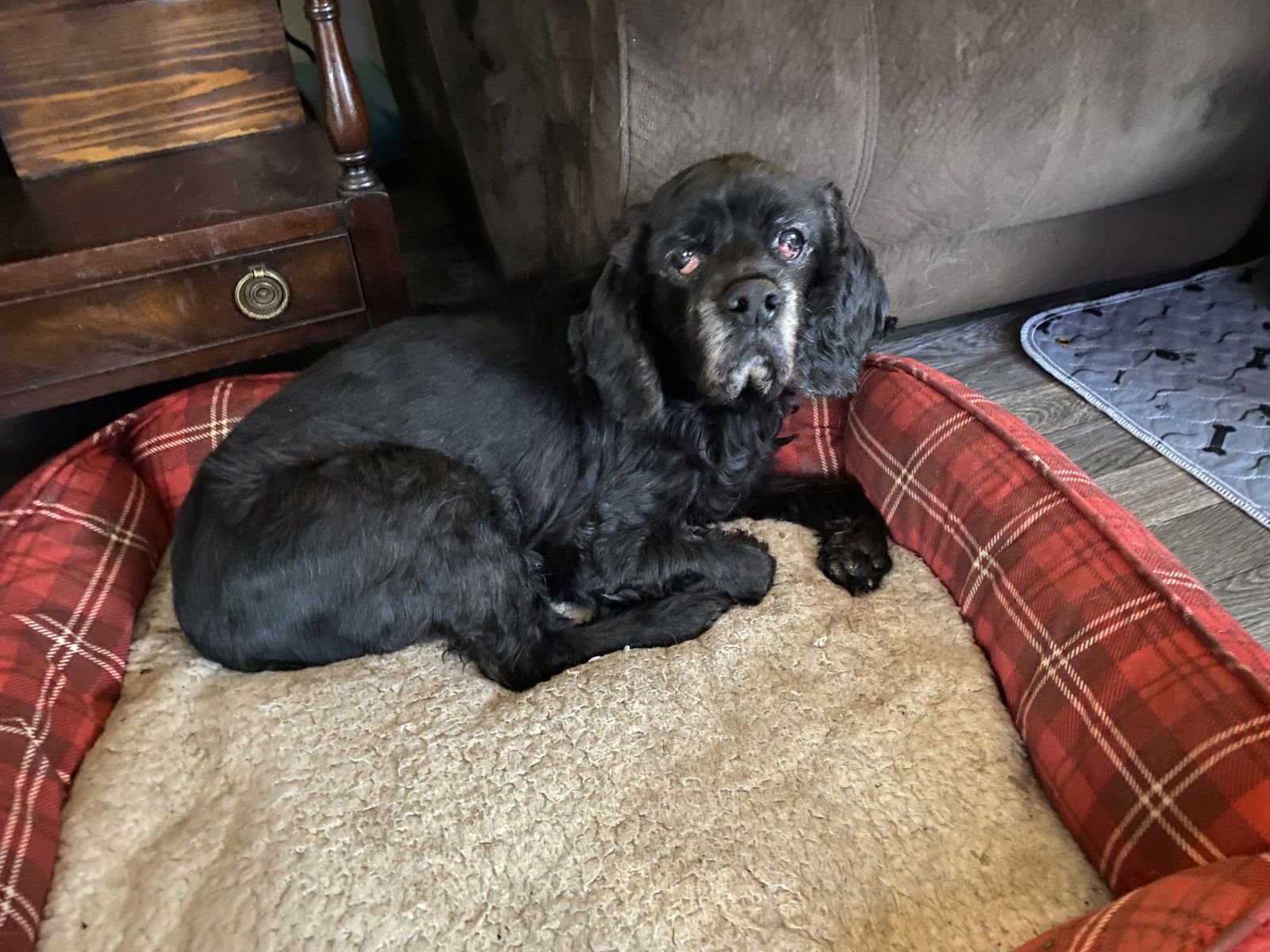 adoptable Dog in Middlesex, NC named Colby