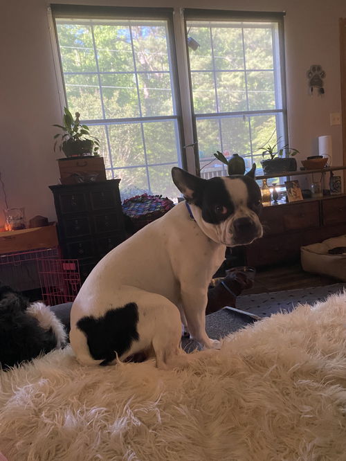 Bubba