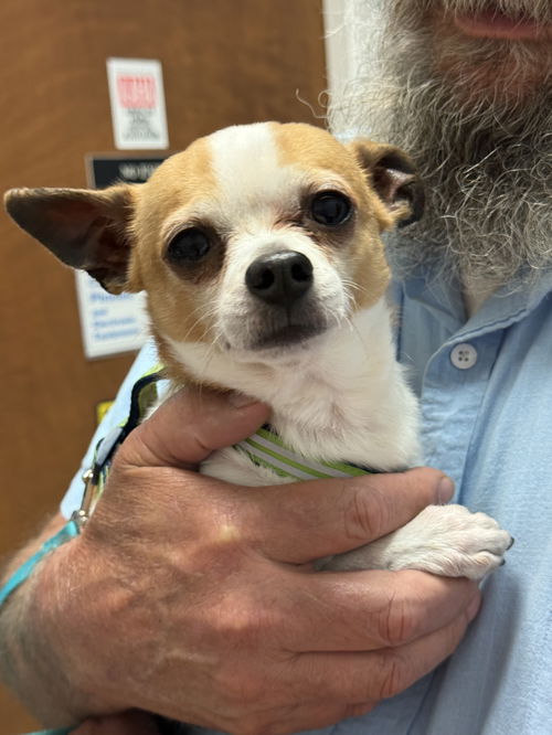 Chico