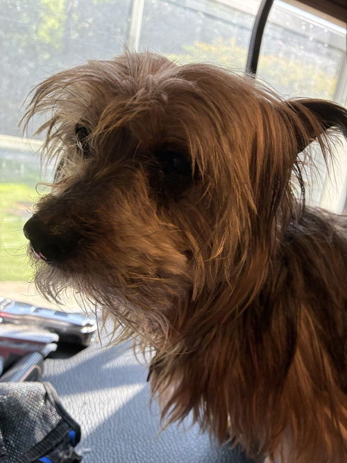 Archie