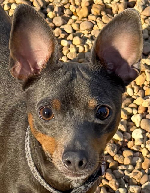 Biscuit