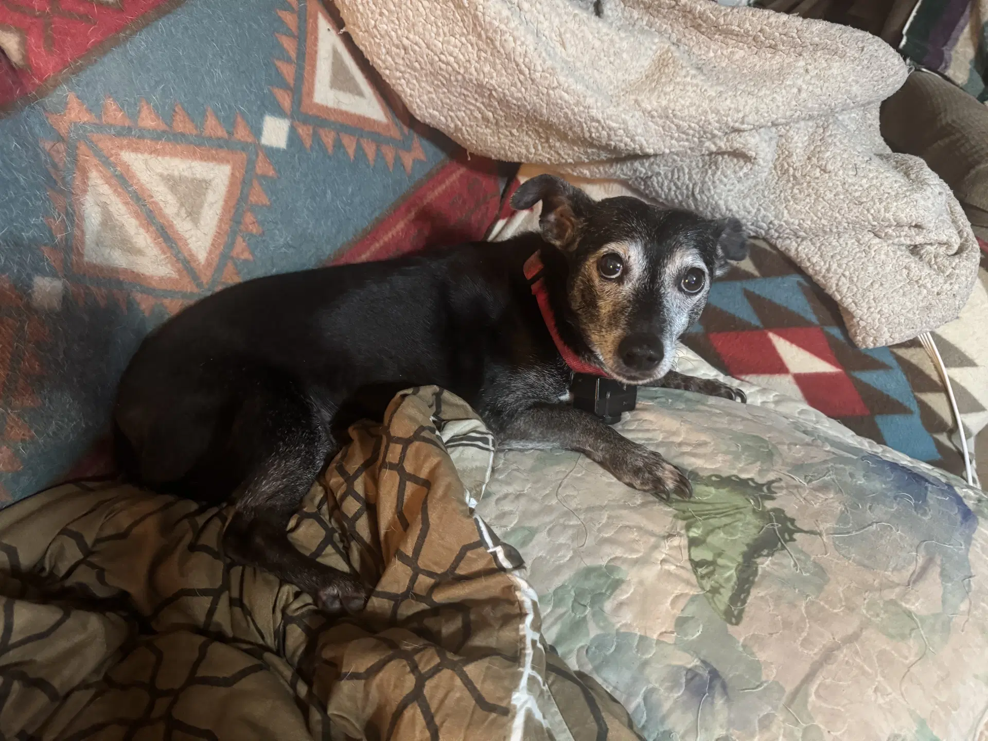 Lucy - Basset Hound