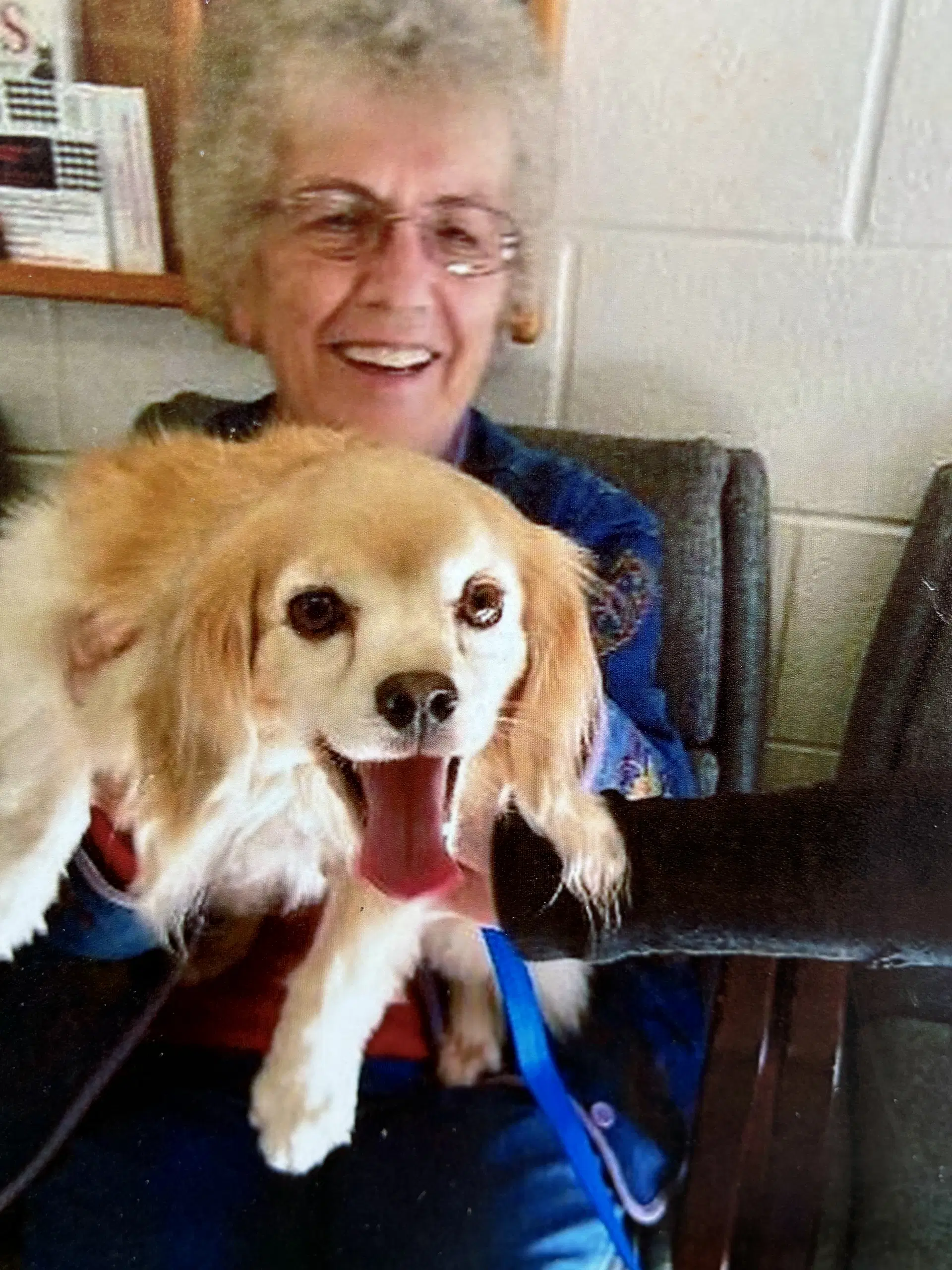 Bucky - Cocker Spaniel