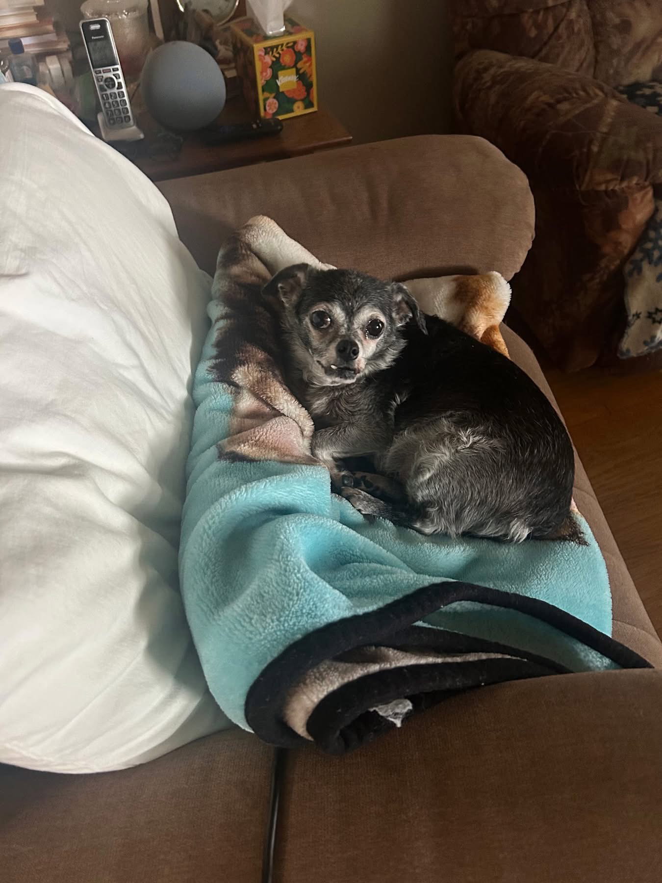 Gizmo