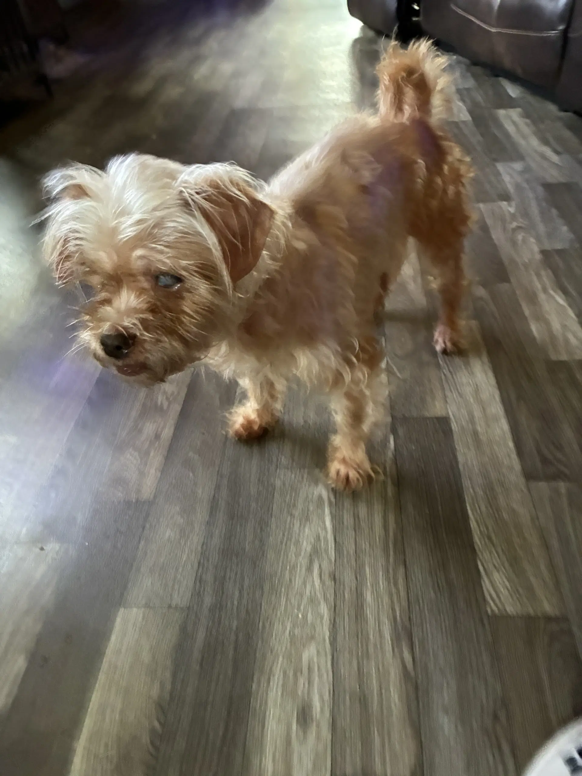 Rosie - Yorkshire Terrier Yorkie