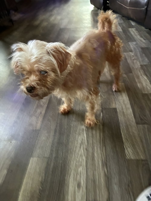 Rosie, an adoptable Yorkshire Terrier Yorkie in Middlesex, NC