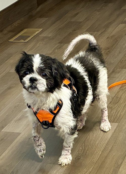 LiLi, an adoptable Shih Tzu in Middlesex, NC