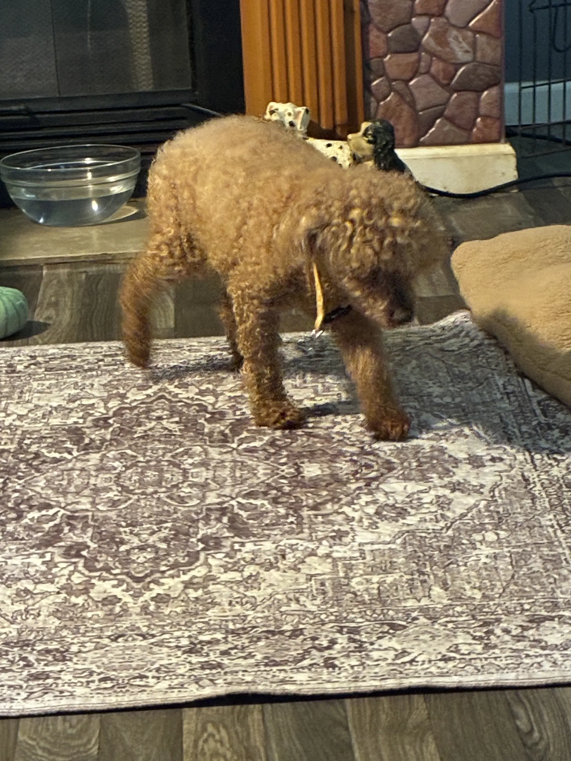 Rusty - Poodle (Miniature)