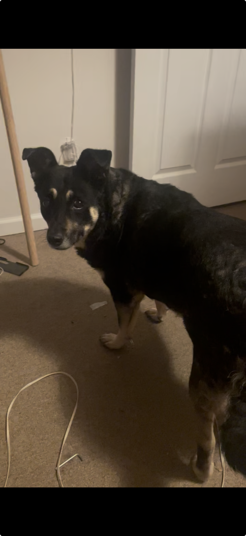 Rio, an adoptable German Shepherd Dog in Middlesex, NC