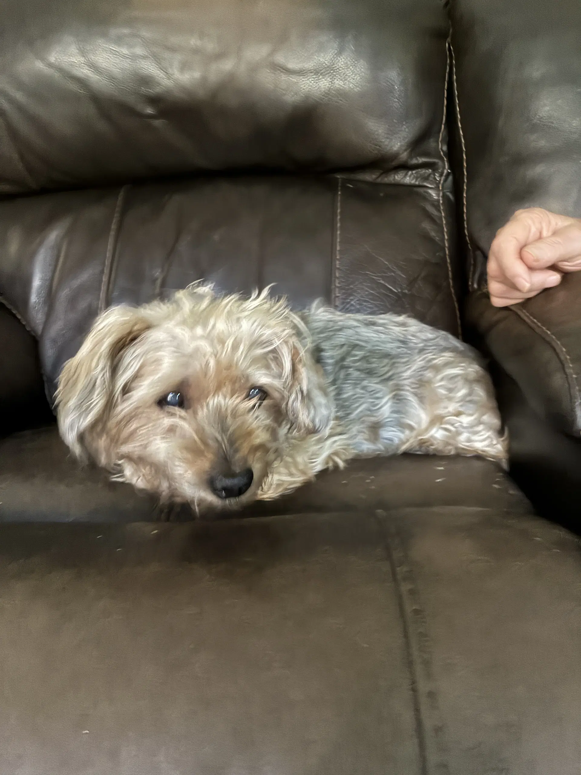 Oscar - Dachshund