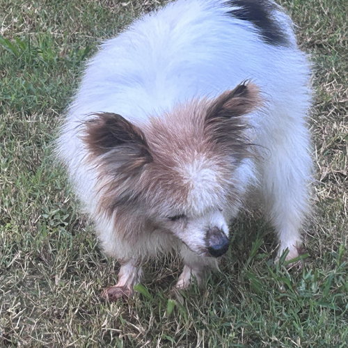 picture of the dog needing adoption