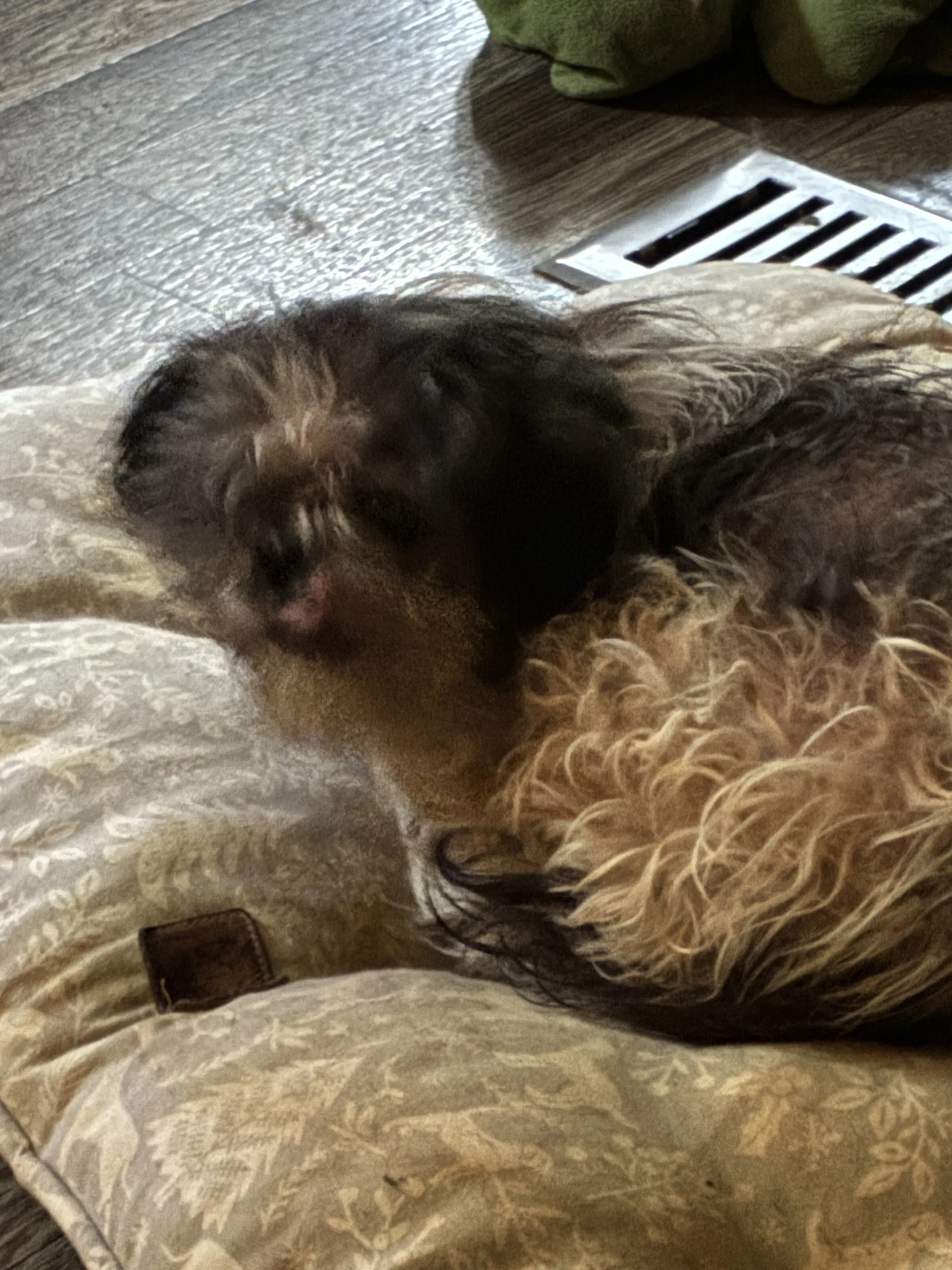 Dolly - Shih Tzu