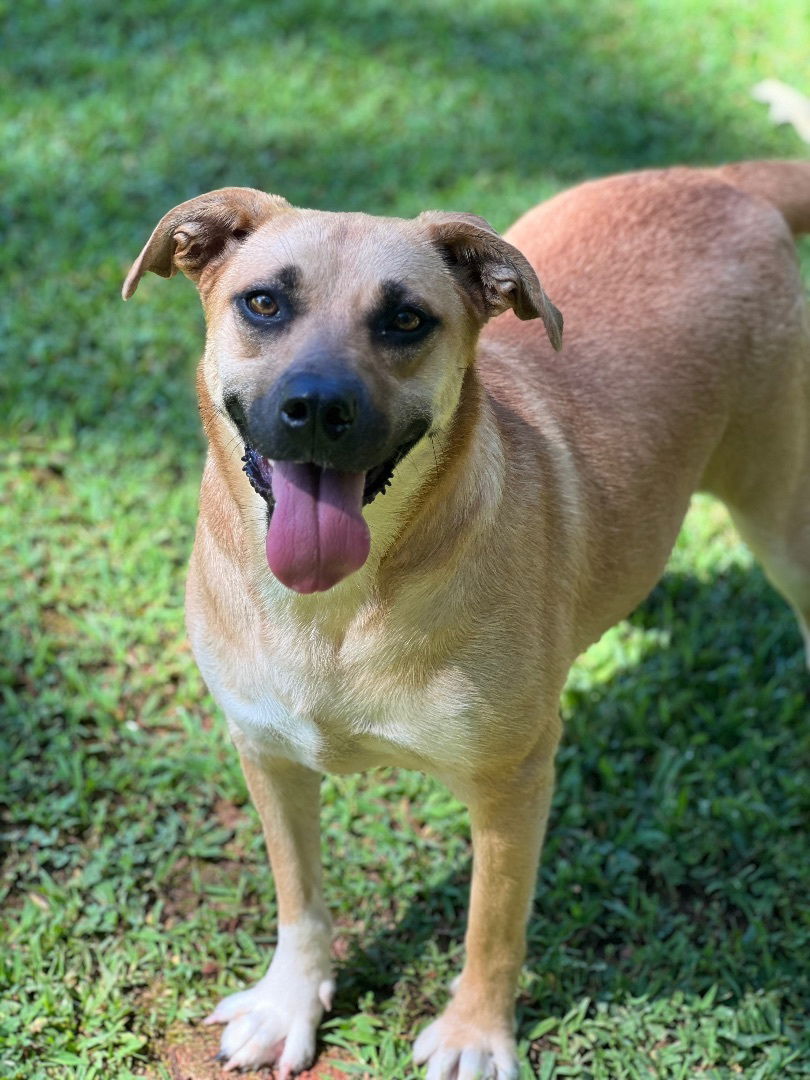 adoptable Dog in Lakemont, GA named Sandy