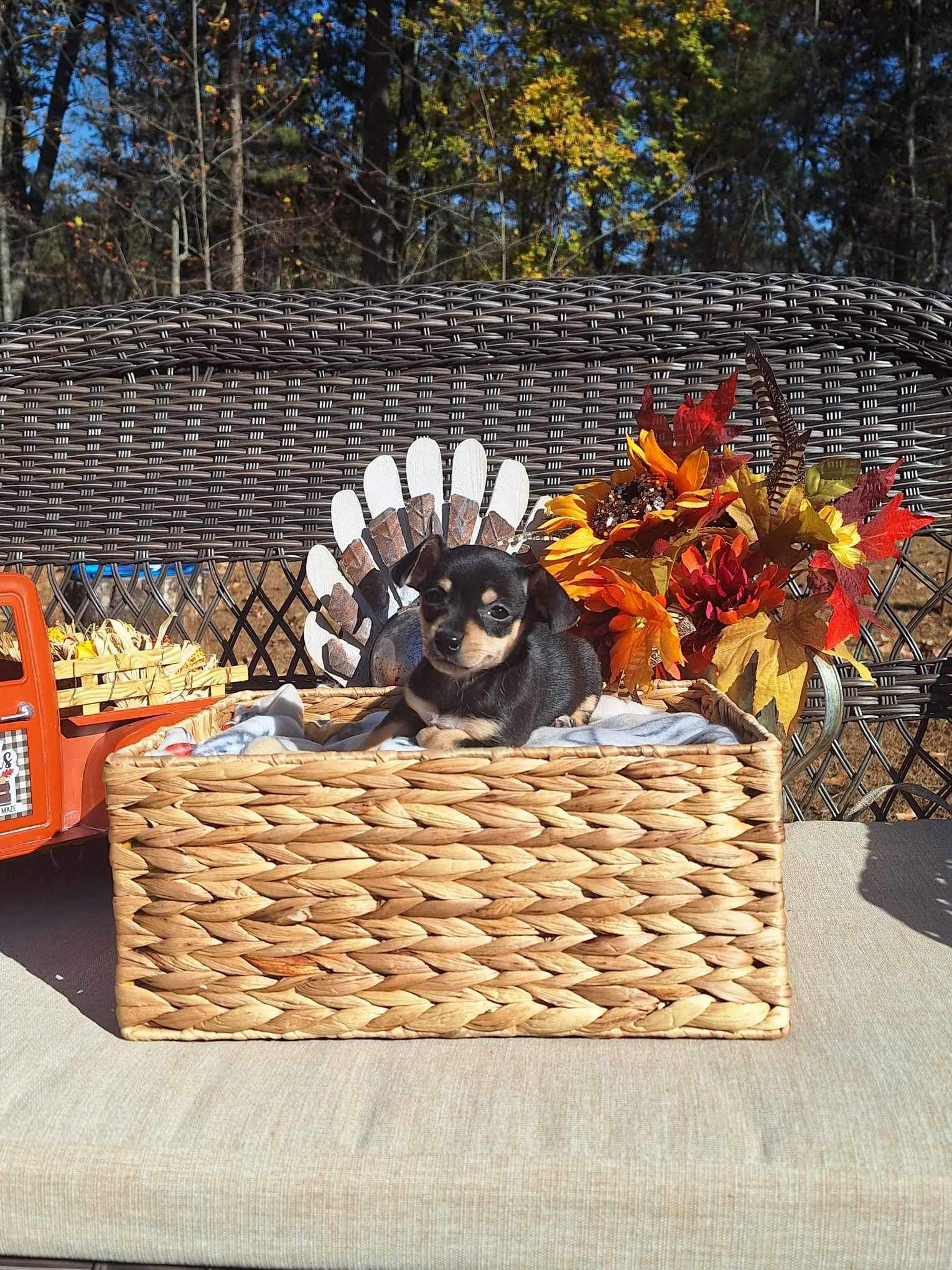 Dog for Adoption Cranberry, a Chihuahua in Jackson County, GA Alpha Paw