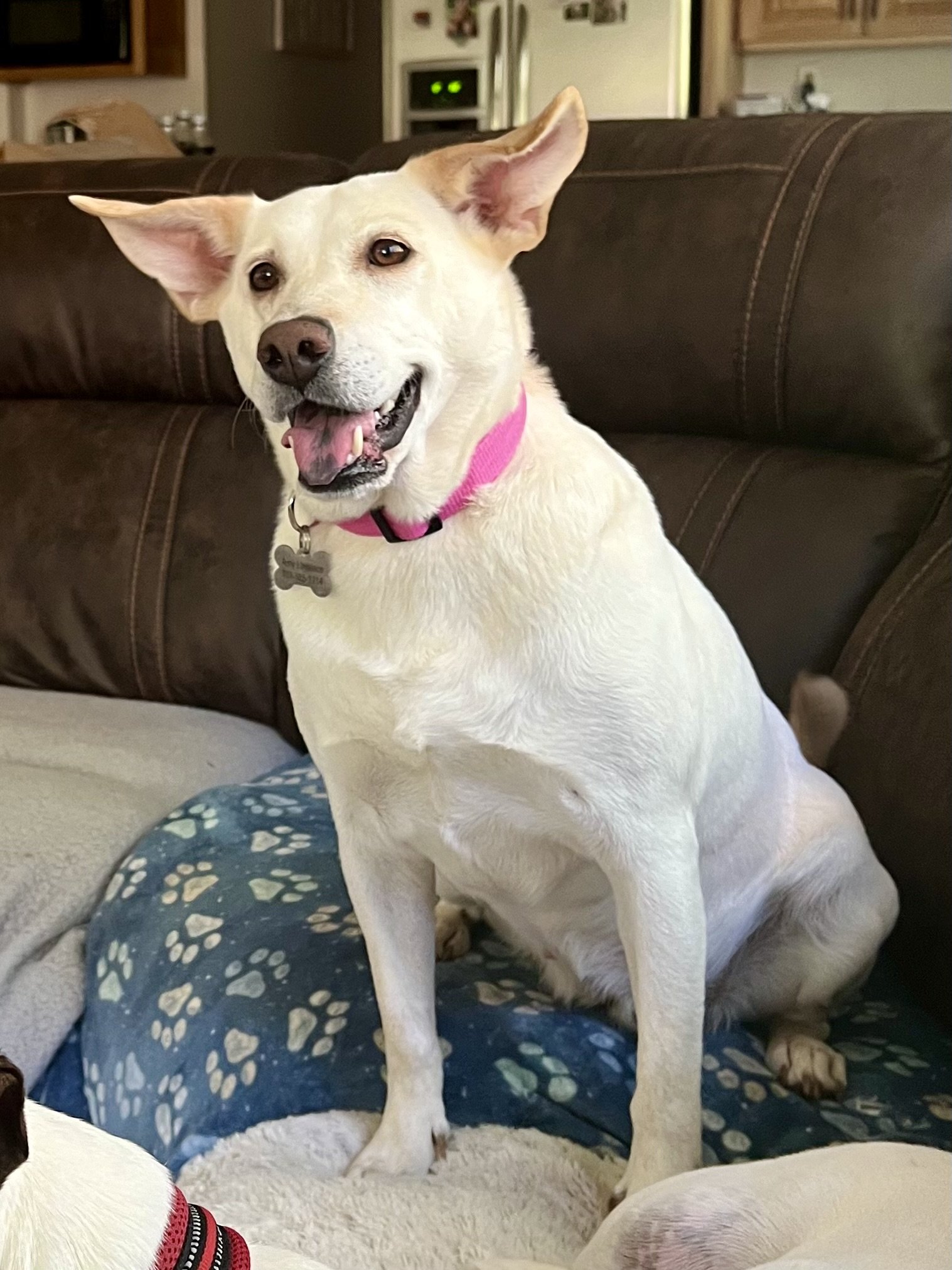 adoptable Dog in Lakemont, GA named Ally