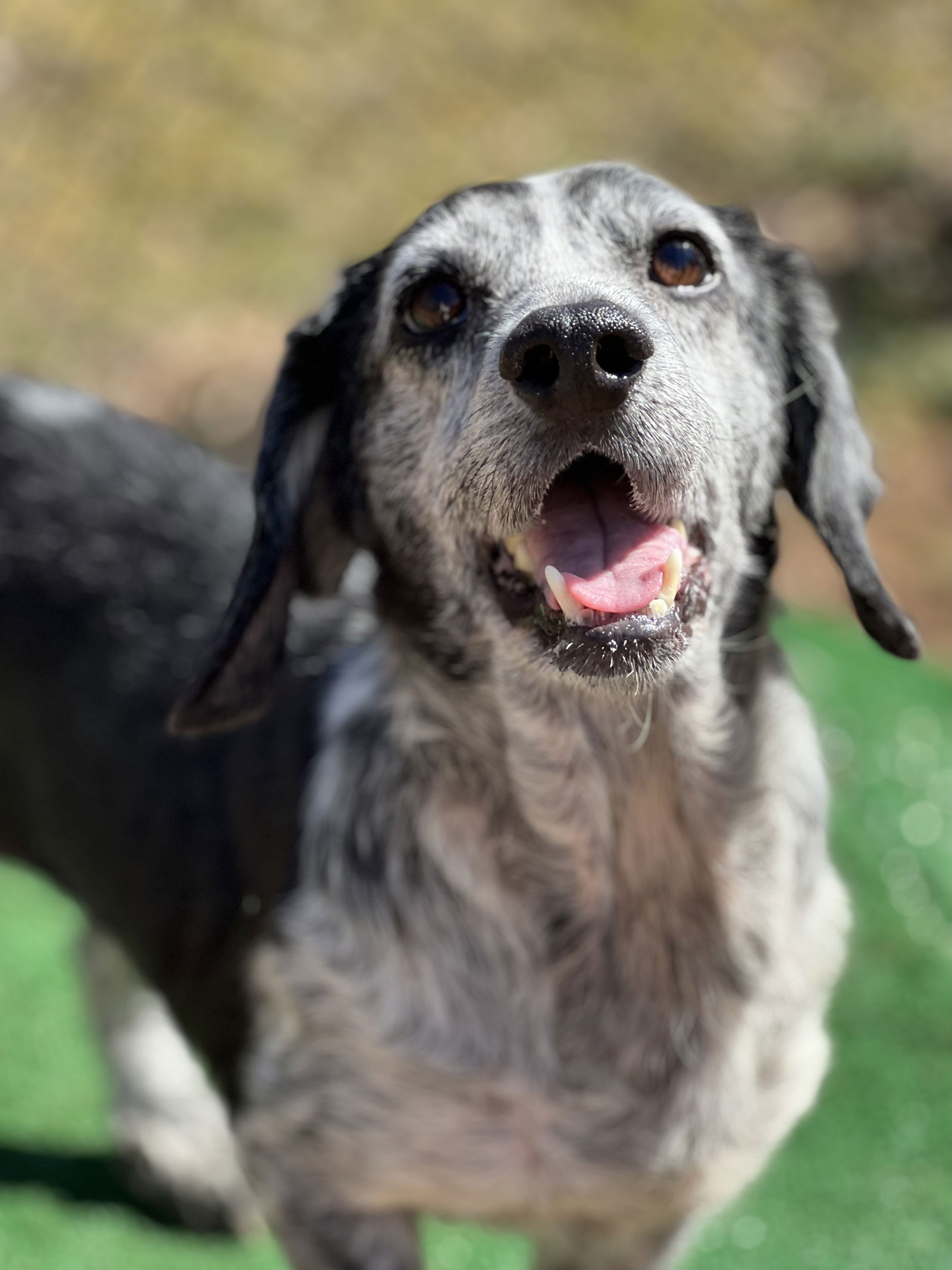 adoptable Dog in Lakemont, GA named Ebony