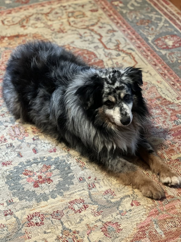 Finn