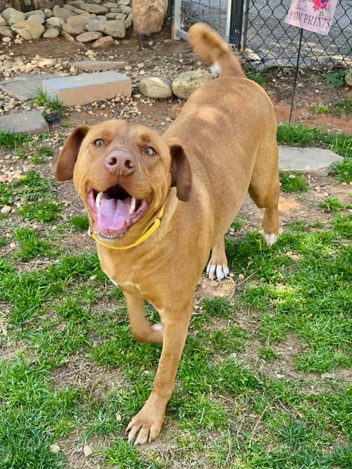 picture of the dog needing adoption