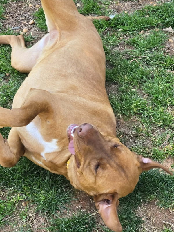 Daisy
