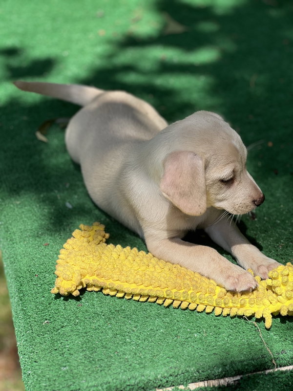 Peanut