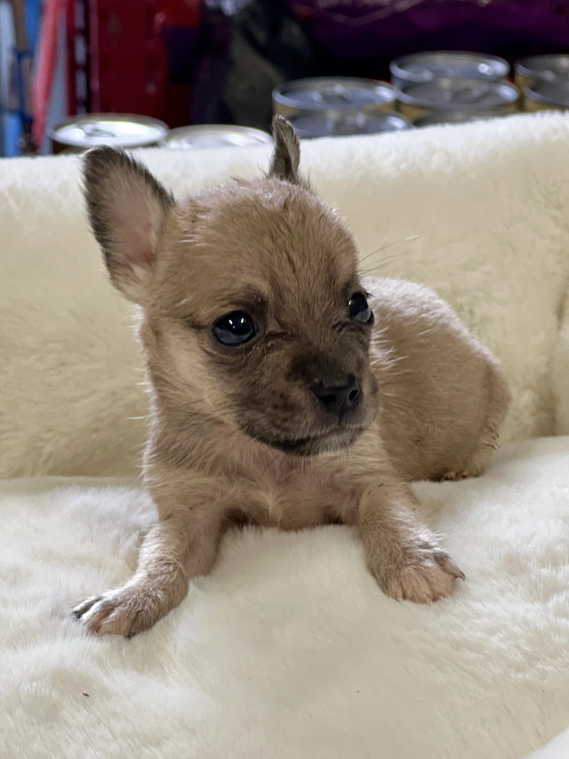 Teeny Weenie
