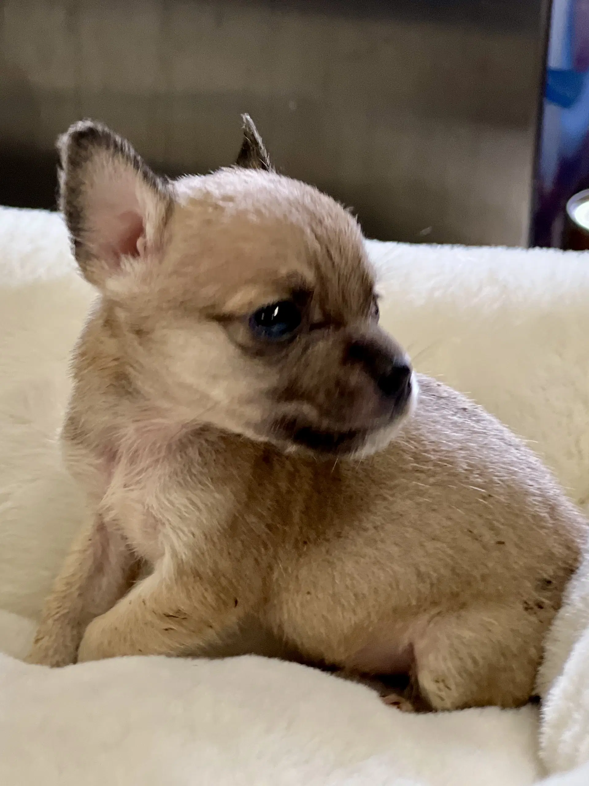 Teeny Weenie image 2