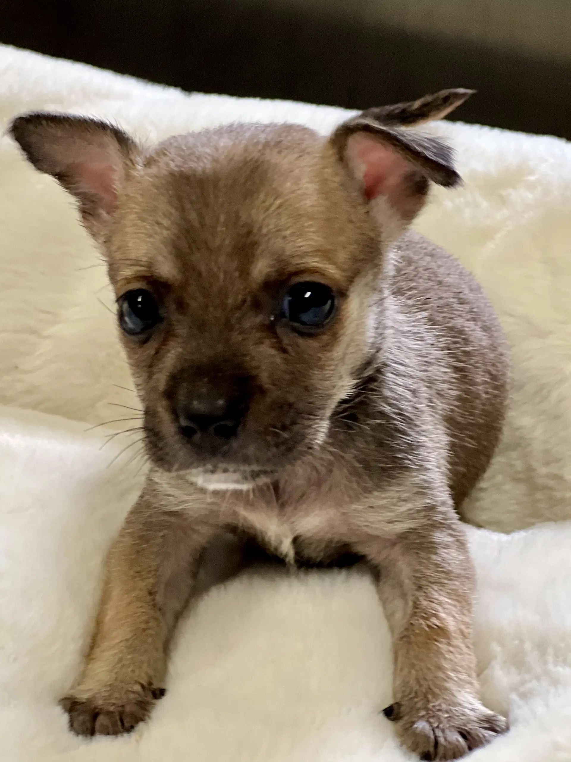 Wee Willie - Chihuahua