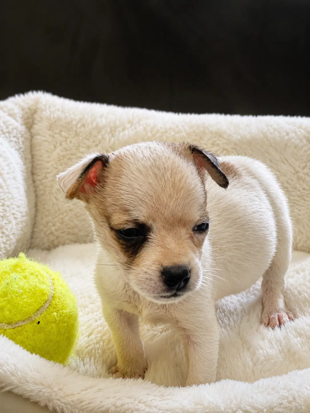 Itty Bitty - Chihuahua