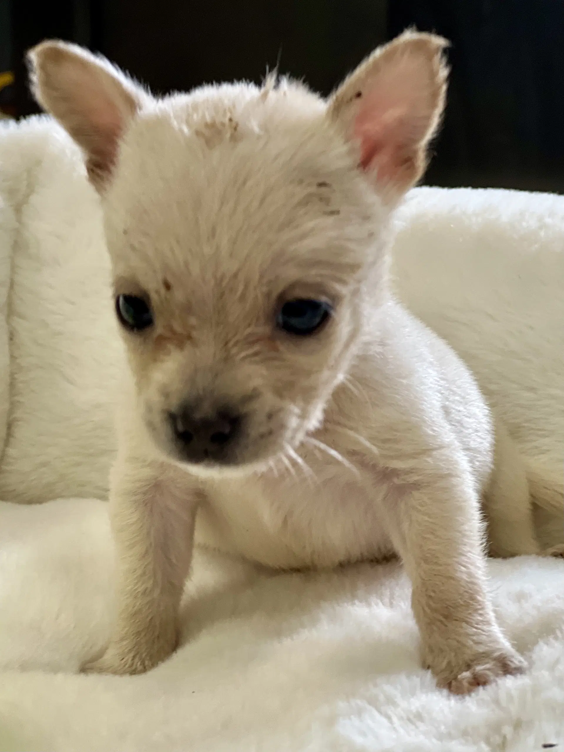 Bitty Bean image 2