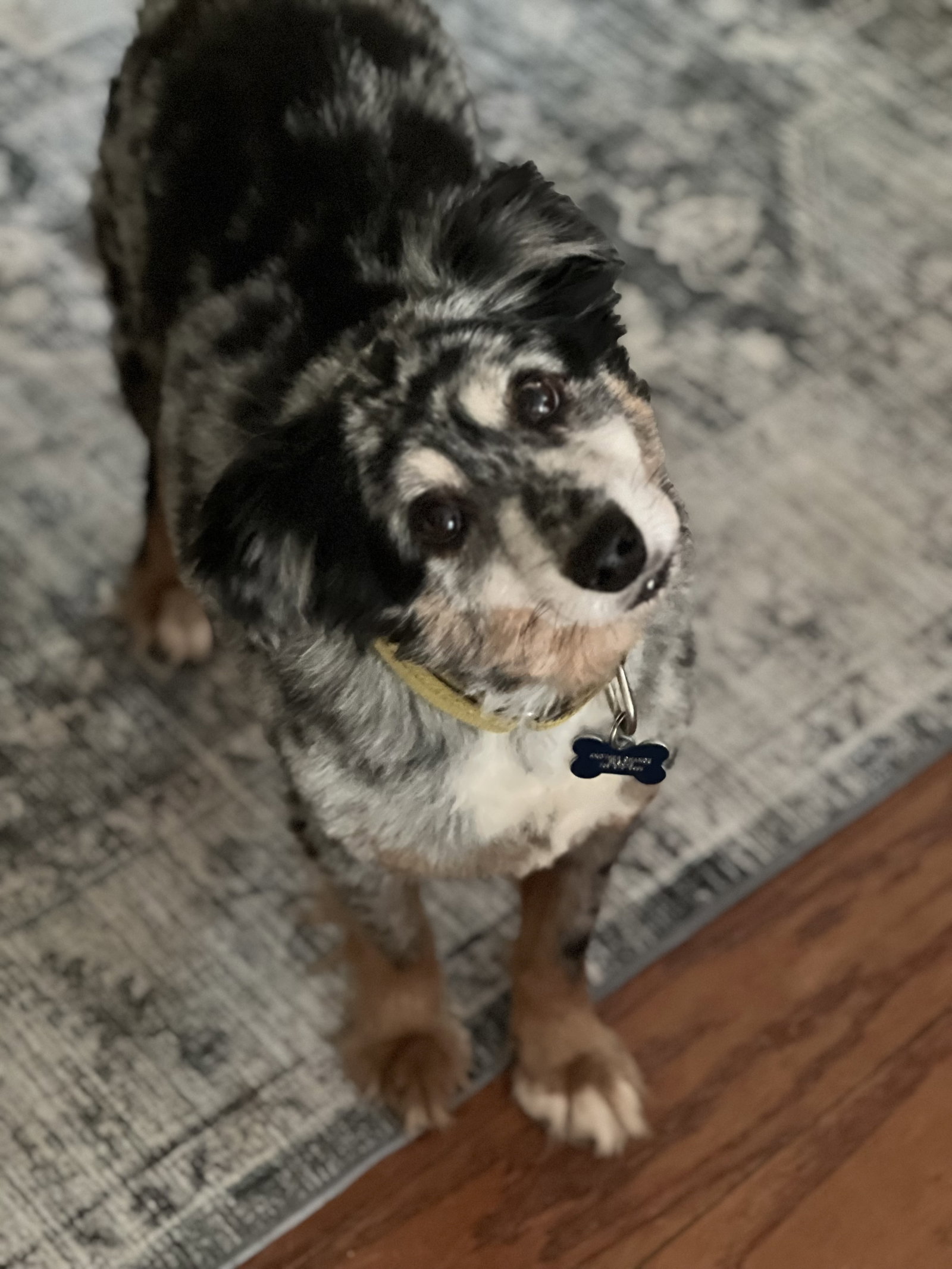 Finn, Australian Shepherd