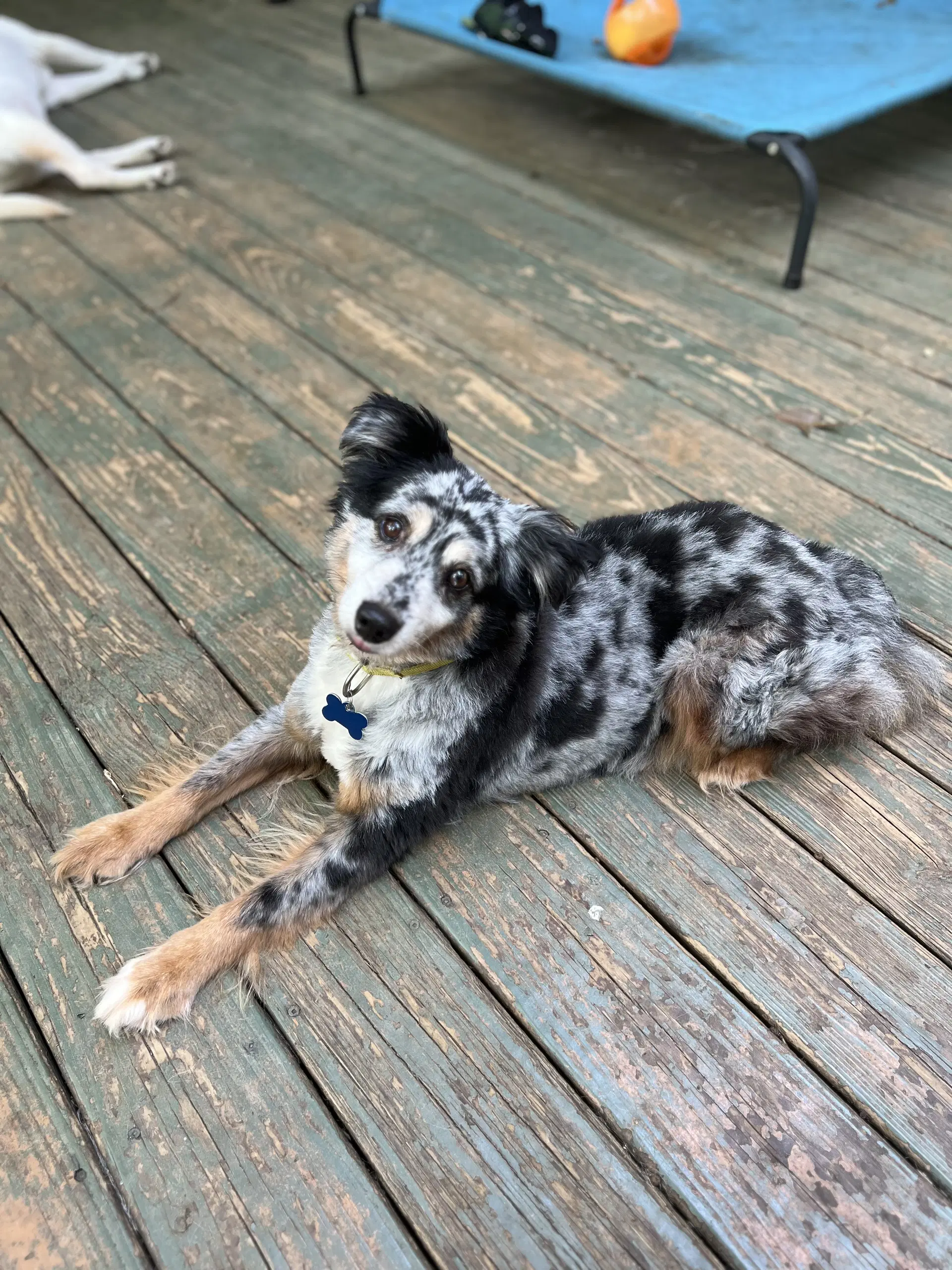 Finn image 2