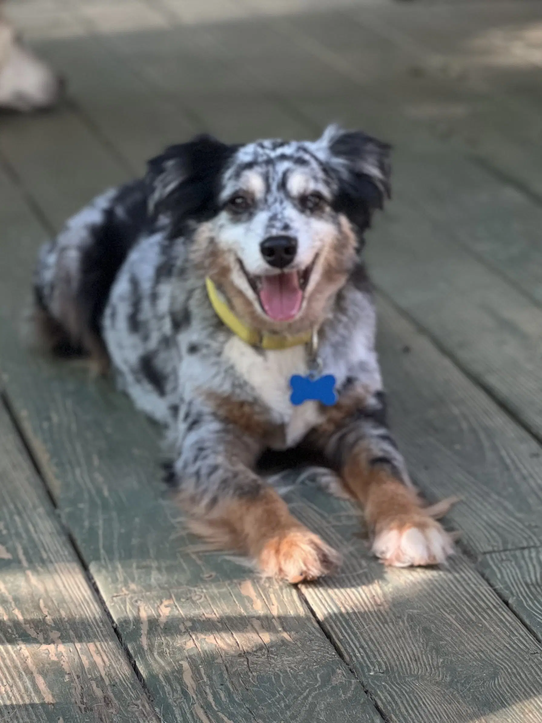 Finn image 3