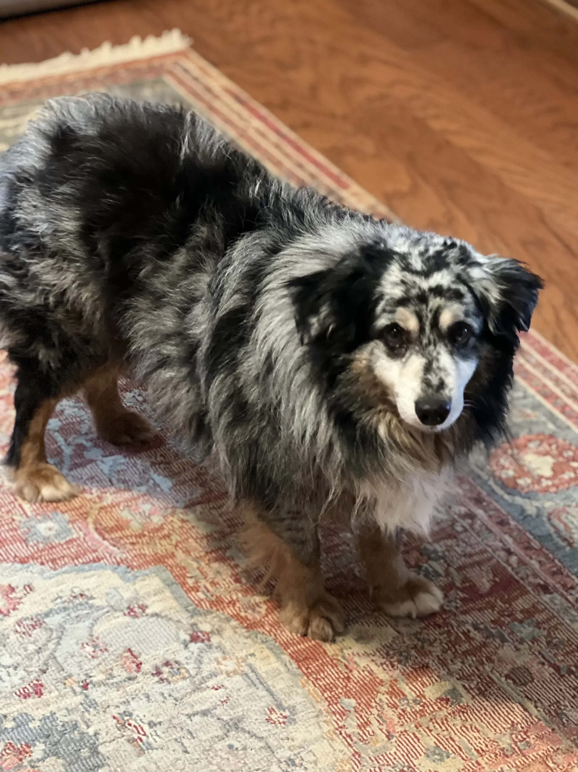 Finn image 4