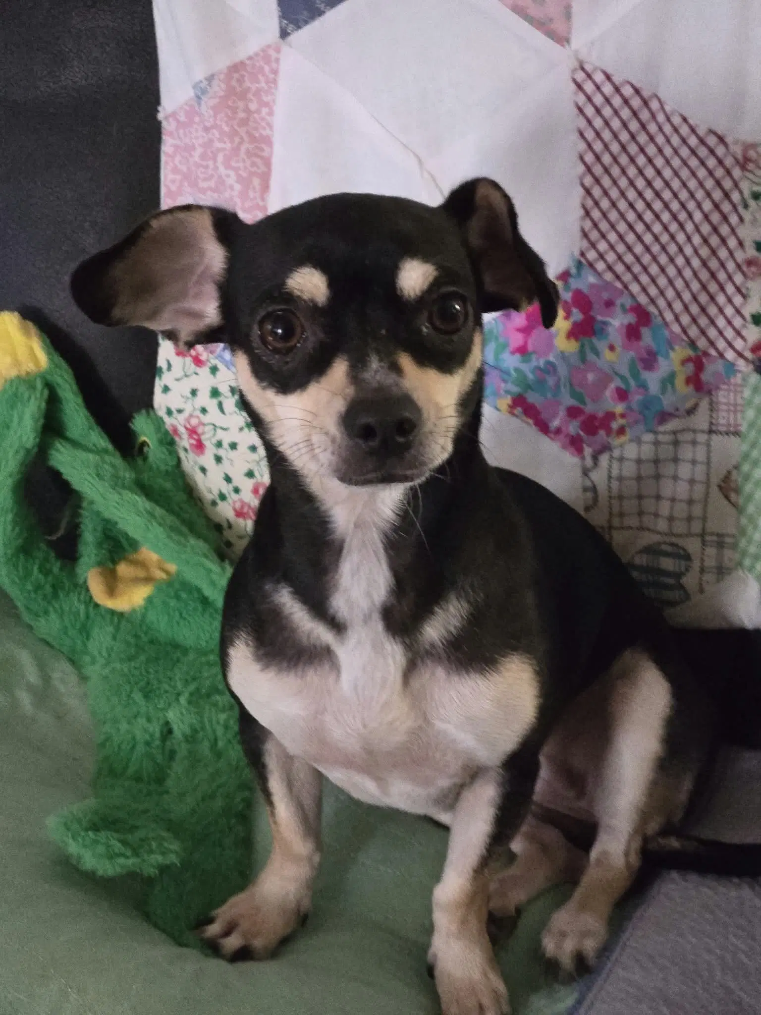 Gabby - Chihuahua