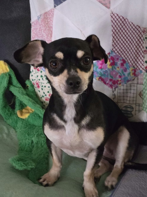 Gabby, a dog for adoption from Another Chance Rescue Rehab & Sanctuary