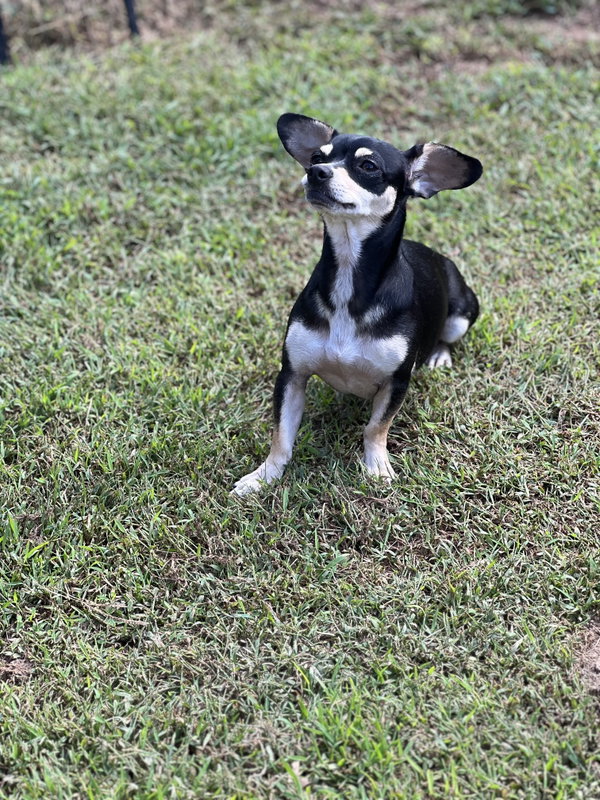 Gabby