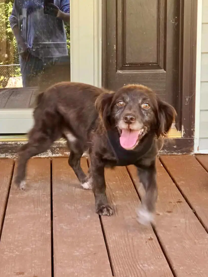 Chip - Cocker Spaniel