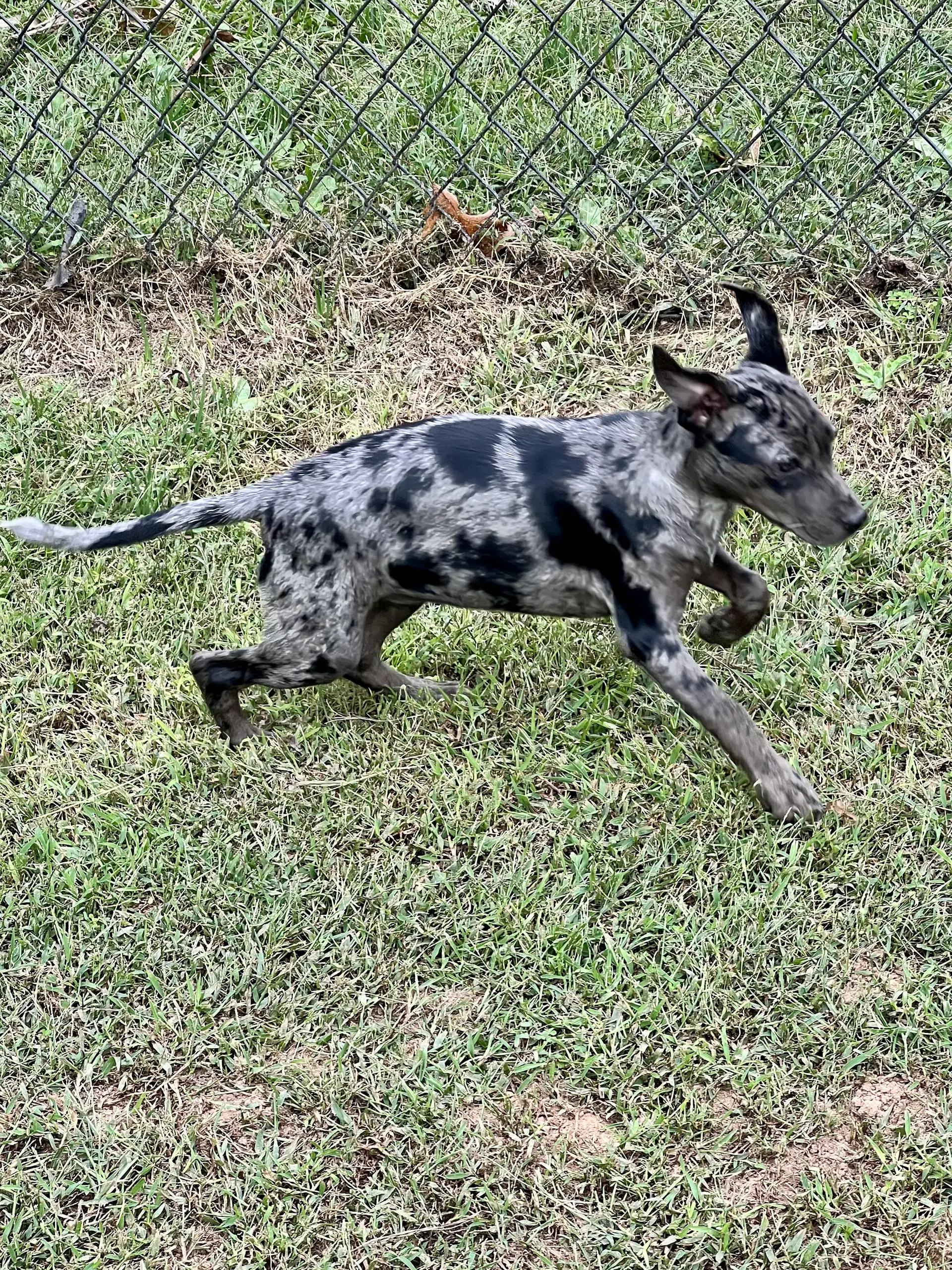 Louise image 4