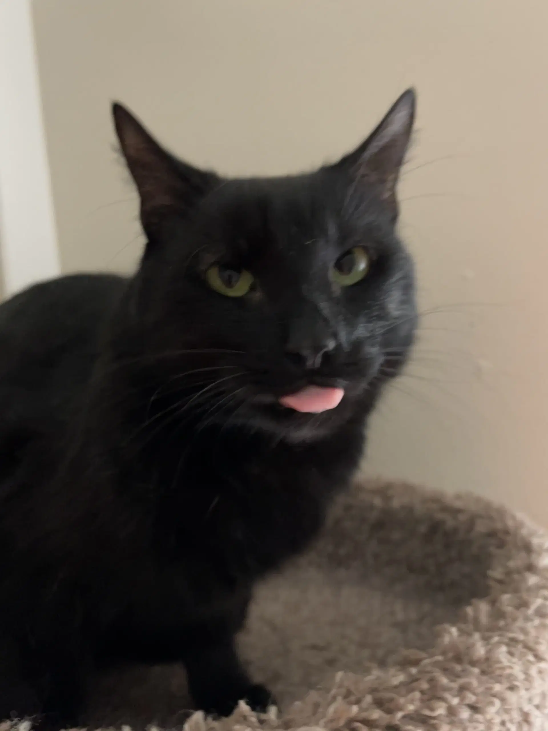 French Fry - Domestic Short Hair